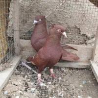 کفتر یا کبوتر