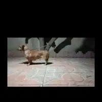 سگ داشهوند