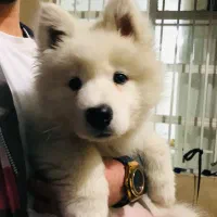 سگ سامویید ۳ماهه شناسنامه دار واکسینه شده