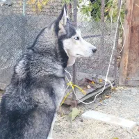 سگ هاسکی شناسنامه دار چشم یخی