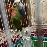 جفت طوطی برزیلی صورت هلویی|پرنده|تهران, هلال احمر|دیوار