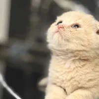 گربه بریتیش و اسکاتیش