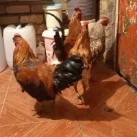 ۵تا خروس گلین و لری