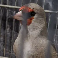 دوتا نر دورگ کرمونی درجه یک