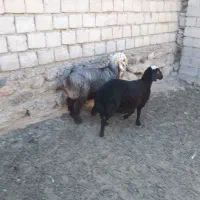 بره نر بره ماده کاور گوسفند ورک