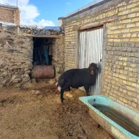 فروش قوچ قزل