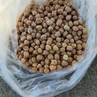 نخود پاییزه