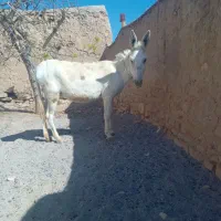 سلام خدمت دوستان یک عدد خر گوسفند|حیوانات مزرعه|قوچان, |دیوار