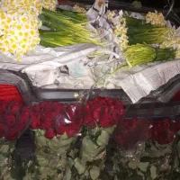 پخش گل نرگس ورز هلندی عمده به سراسرایران