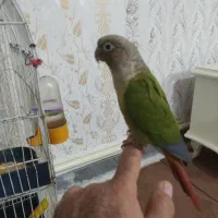 طوطی گرینچیک|پرنده|مهربان, |دیوار