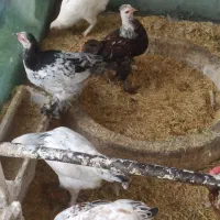 تاغچه مرغ برهما و بلژیکی و سلطان|حیوانات مزرعه|مشهد, منزل آباد|دیوار