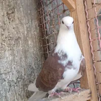 کبوتر پرشی تضمینی|پرنده|حاجی آباد, |دیوار