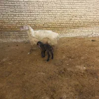 میش جوان|حیوانات مزرعه|شیروان (خراسان), |دیوار