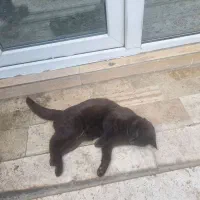 گربه رایگان