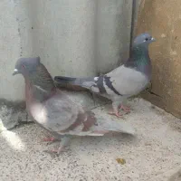 فروش کبوتر|پرنده|اصفهان, فروردین|دیوار