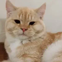 گربه پرشین فوق العاده زیبا اروم