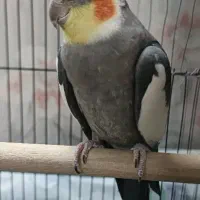 عروس هلندی جفت با جوجه و قفس