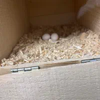 سه جفت عروس هلندی|پرنده|بندرعباس, |دیوار