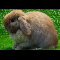 فروش یک عدد خرگوش لوپ هلندی