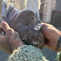 کفتر پرشی آس|پرنده|ری, صفاییه (چشمه علی)|دیوار