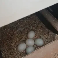 طوطی برزیلی