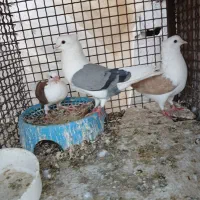 جفت پشتدار