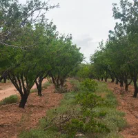 باغچه  کشاورزی ترویستی