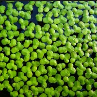 عدسک آب فرشی سبز و طبیعی بر سطح آکواریوم شما|ماهی|خرمشهر, |دیوار