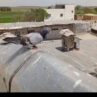 کبوتر گم شده