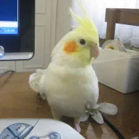 عروس هلندی پیدا شده