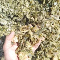 ذرت پر دان با کیفیت درجه یک کشت اول