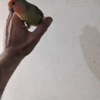 طوطی برزیلی|پرنده|شیراز, شهرک امیر کبیر|دیوار
