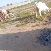 تعدادی بزغاله رگاشده جنس خوب