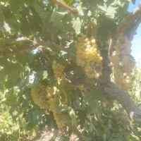 کآرگرصحرا برای چیدن انواع میوه