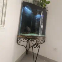 آکواریوم کنج دیوار|ماهی|تربت جام, پاسداران|دیوار