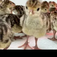 جوجه بوقلمون برنز بشرط زیر پای  مرغی