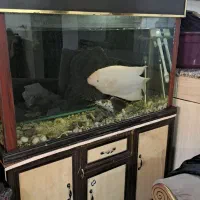 فروش آکواریوم ۱۰ میل با تمام وسایل و تجهیزات|ماهی|شهرکرد, |دیوار