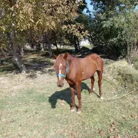 اسب کرد|اسب و تجهیزات اسبسواری|آذرشهر, |دیوار