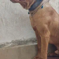 سگ پیت بول