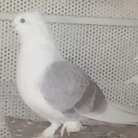 فروش پشت سرخ بوشهری