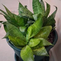 گل آپارتمانی