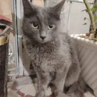 میکس بریتیش و دی اس اچ