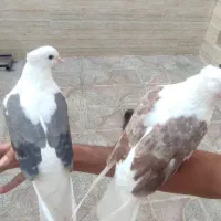 کفتر|پرنده|یزد, |دیوار