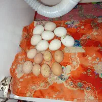 تخم مرغ نطفه دار گلپایگانی