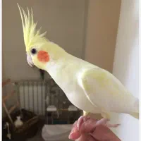 طوطی|پرنده|شهرکرد, |دیوار