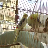 عروس هلندی جفت