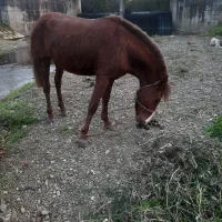 اسب اخته ۵سال کت کلفت