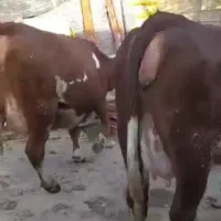 دو راس تلیسه سیمینتال