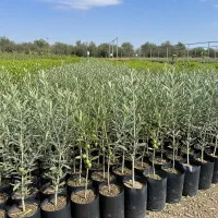 تخفیف جشنواره‌ای نهال زیتون .فروش محدود