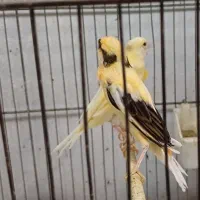 قناری نر و جوجه